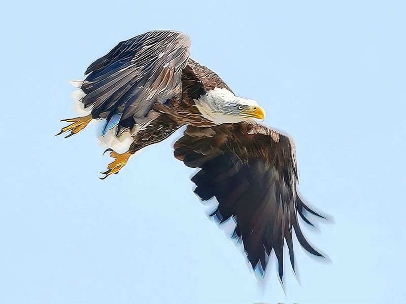 Bald eagle in flight across a blue sky