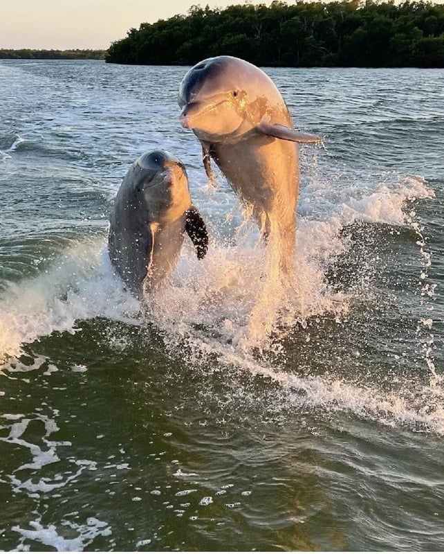Two dolphins breaking the surface of the water