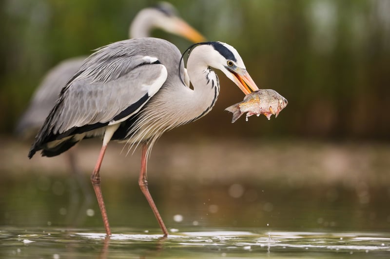 Great blue heron holding a fish in shallow water