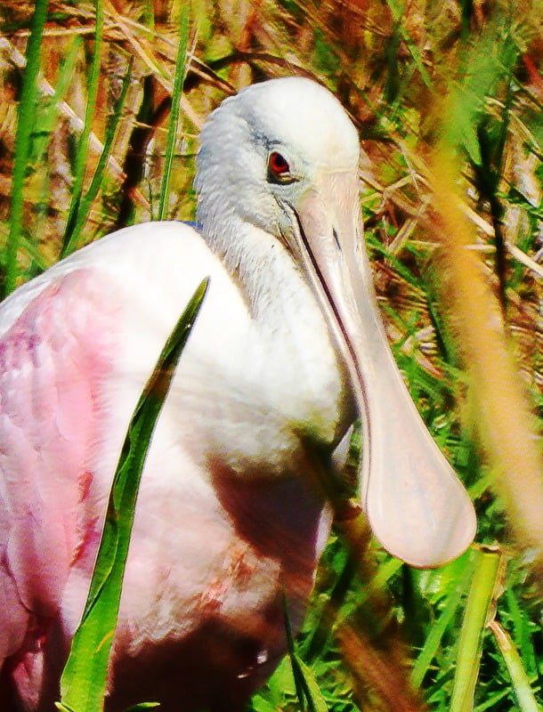 Roseate spoonbill among lush Everglades foliage